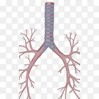 肺部支气管树