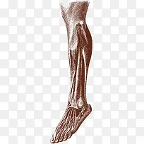 腿部肌肉器官图