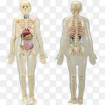 人体骨骼系统模型
