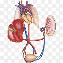 心脏血液循环系统
