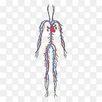 人体血循环系统