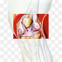 膝关节结构彩图