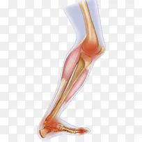 膝盖软骨结构插画