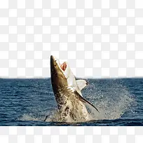 跃出海面的凶悍鲨鱼