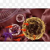 病毒细菌单细胞