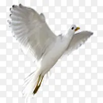 白色唯美飞翔鸟儿春天