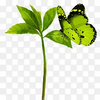 超唯美漂亮绿色蝴蝶叶子