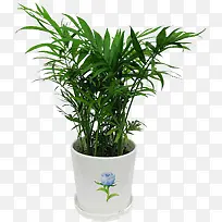 绿色盆栽植物