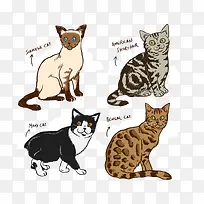 彩绘宠物猫品种