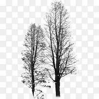 冬日的大树
