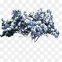 冬日白雪皑皑美景大树
