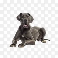 黑色可爱躺着的大丹犬动物