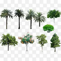 多种植物乔木大树