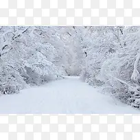 冬天雪树白茫茫的路