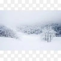 白茫茫的雪地树林
