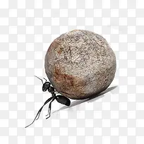 免抠灰色石头黑色蚂蚁