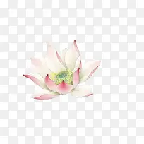 白色荷花莲花手绘植物素材