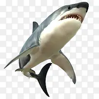 狂怒的大白鲨