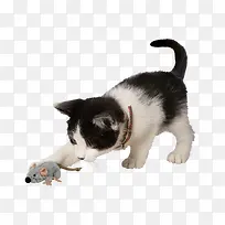 猫捉老鼠素材