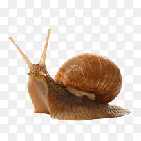 高清摄影褐色的背着壳的蜗牛
