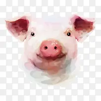 可爱的彩绘矢量小猪