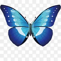 矢量图蓝色的蝴蝶