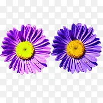 两朵紫墨菊图片素材