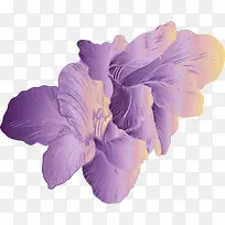 渐变紫色手绘花朵