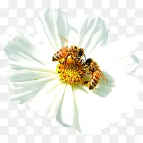 白色花朵植物蜜蜂