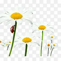 白色花朵植物瓢虫