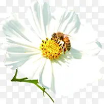 白色淡雅蜜蜂采蜜花朵