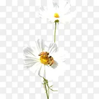 白色唯美花朵蜜蜂采蜜