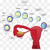 受精过程示意图