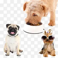 狗
