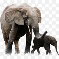 大象妈妈和大象宝宝