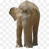 可爱的幼年亚洲象