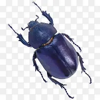 甲虫昆虫
