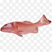 红色斑鱼
