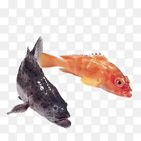 红黑色斑鱼