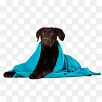 包着蓝色毯子的宠物狗