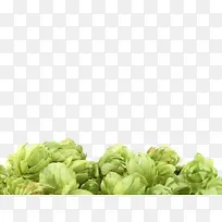 绿色果状植物啤酒酒花实物