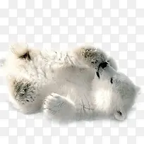 熟睡的小北极熊