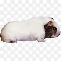 白色的小鼠
