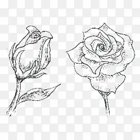 素描玫瑰