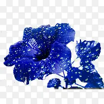 宝蓝色的喇叭花
