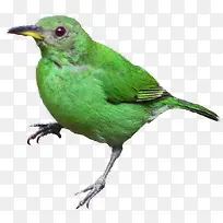 绿色小麻雀