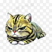 鄙视的猫咪图片素材