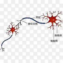 神经元细胞之间的联系示意图