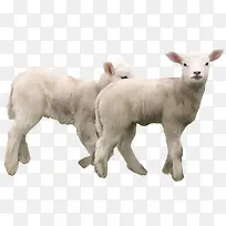 两只小羊羔