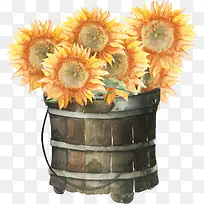 一桶太阳花